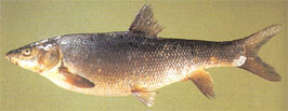 Barbus longiceps